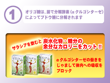 オリゴ糖は、腸で分解酵素（αクルゴシターゼ）によってブドウ糖に分解されます