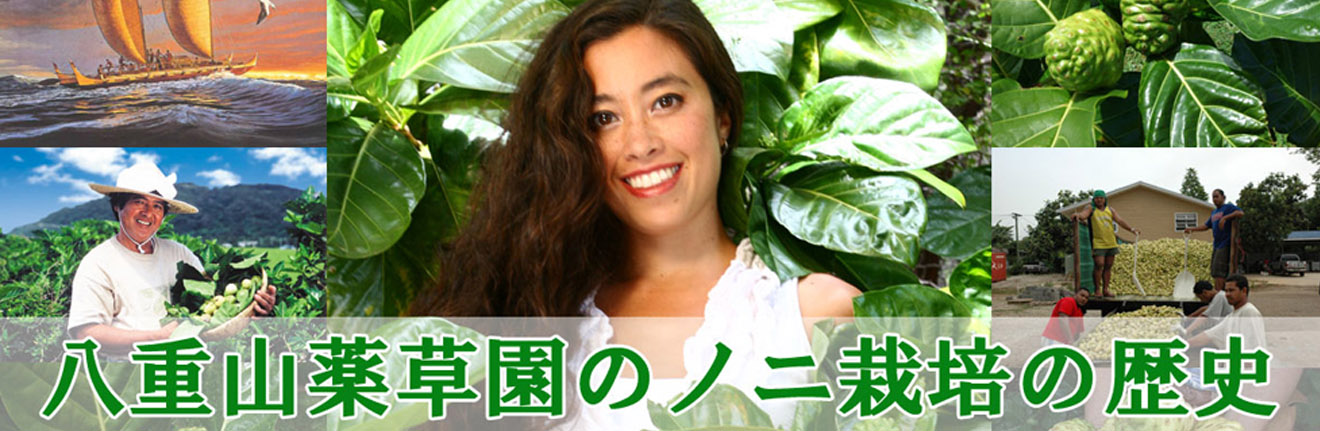 八重山薬草園のノニの歴史はこちら